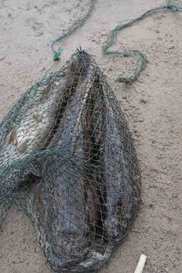 Ikan botuk, betutu,gabus pasir,gabus bodoh